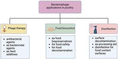 An overview of the use of bacteriophages in the poultry industry: Successes, challenges, and possibilities for overcoming breakdowns